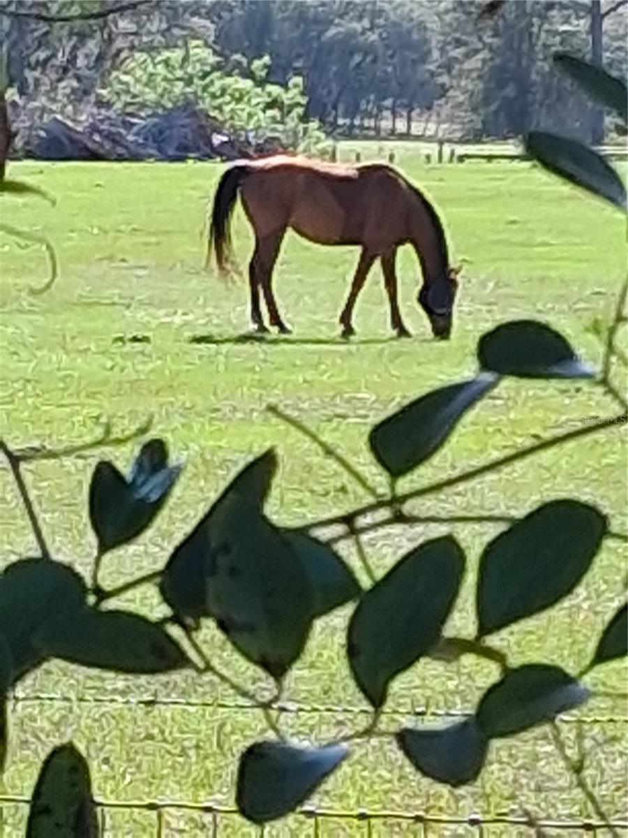 Image 36 of 77 For 280 Ridgewood Road