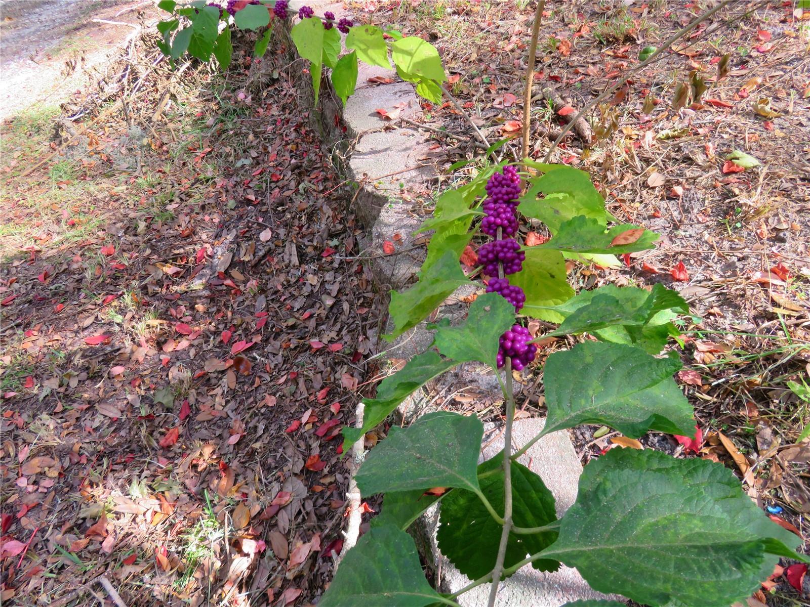 Image 50 of 54 For 240 165th Court Road