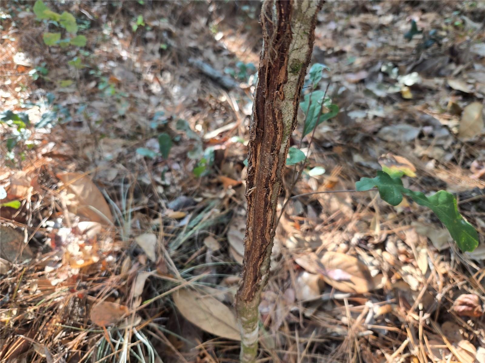 Image 13 of 57 For 81 Clouds Ave