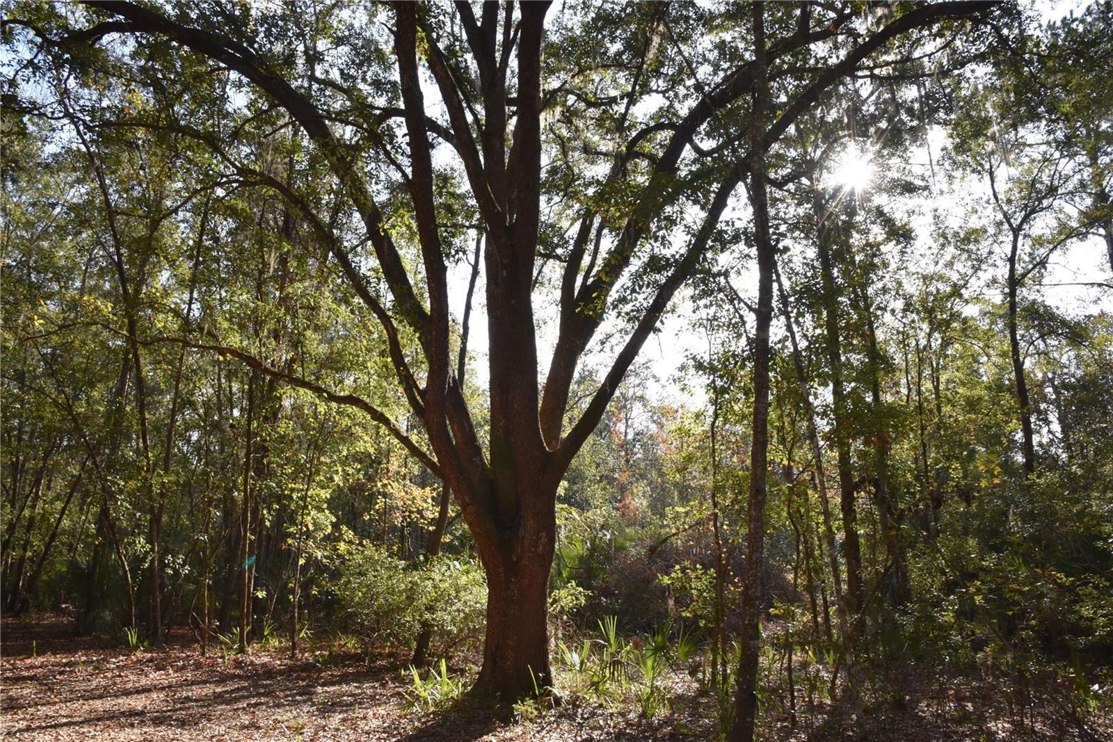 Image 15 of 57 For 81 Clouds Ave