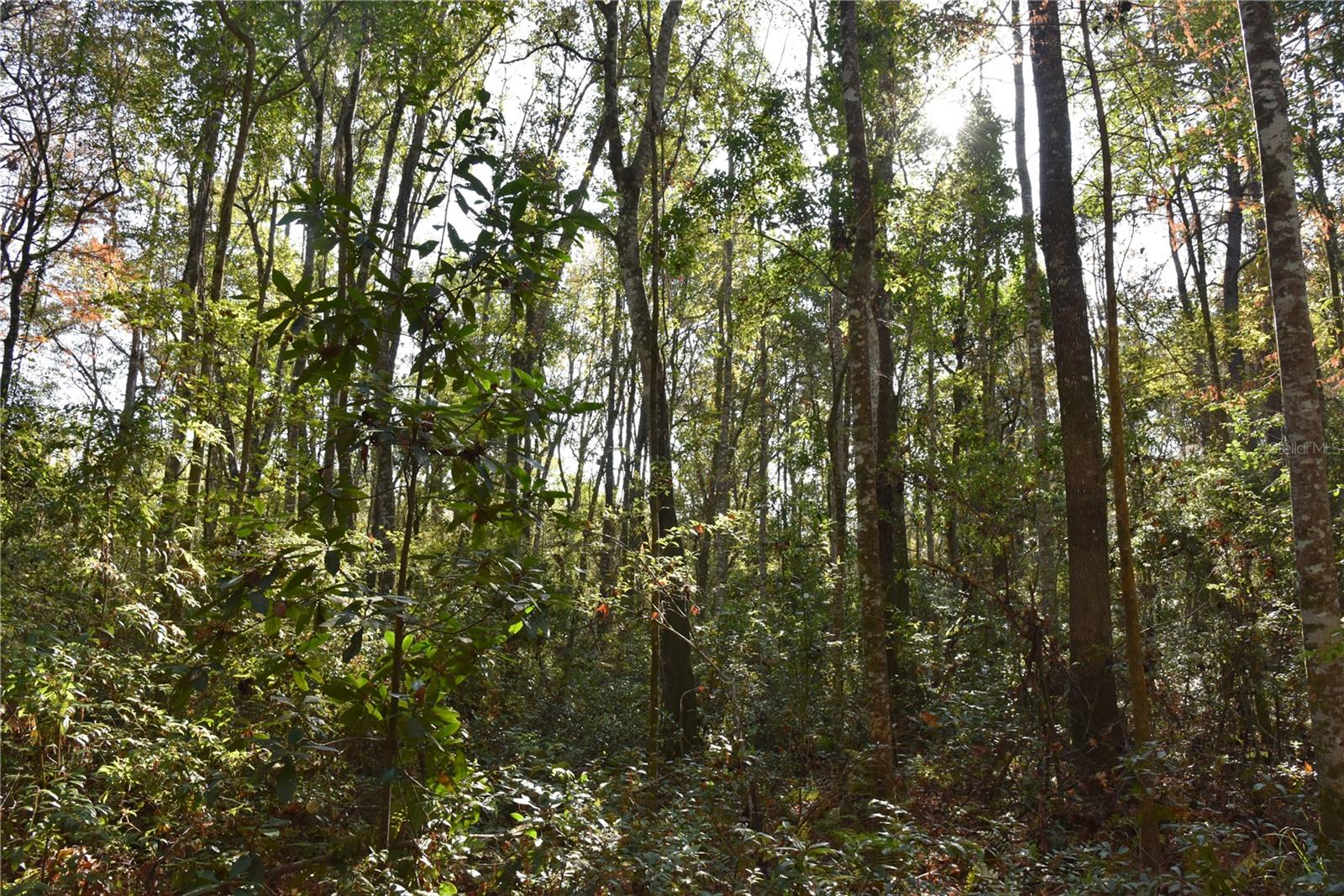 Image 54 of 57 For 81 Clouds Ave