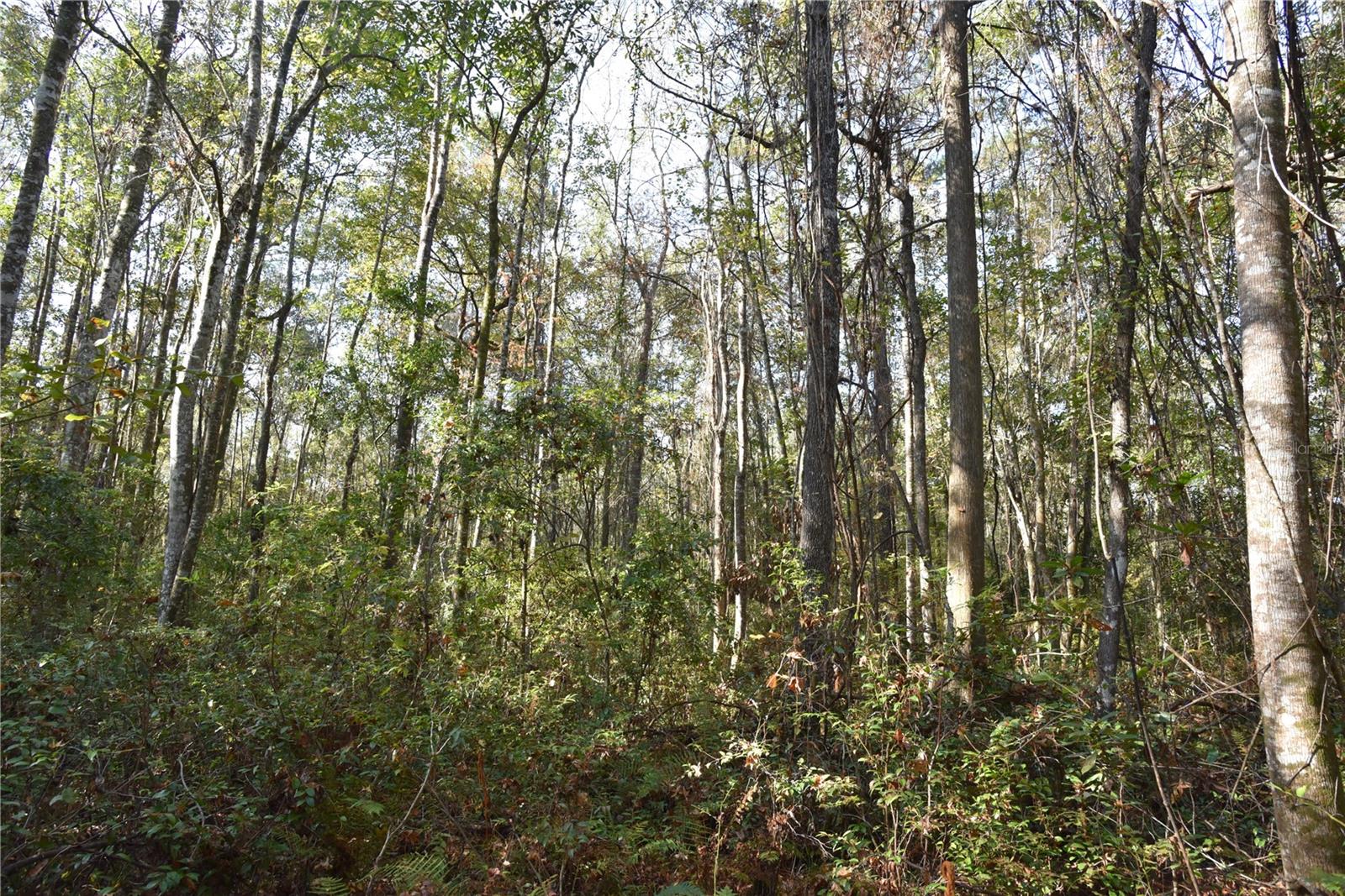 Image 55 of 57 For 81 Clouds Ave