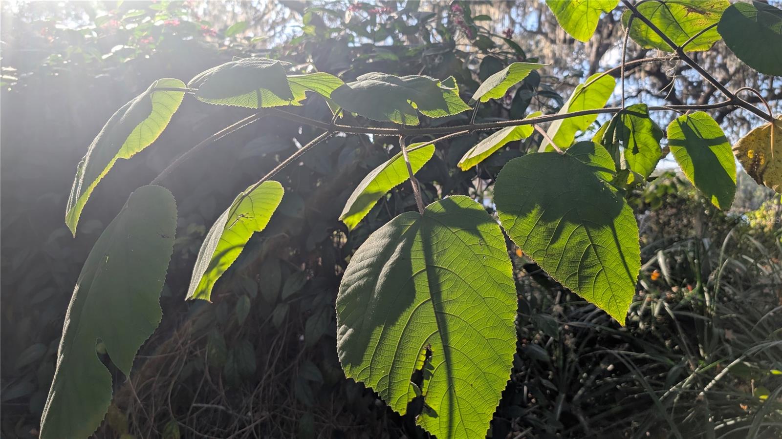 Image 54 of 66 For 9350 170th Avenue Road