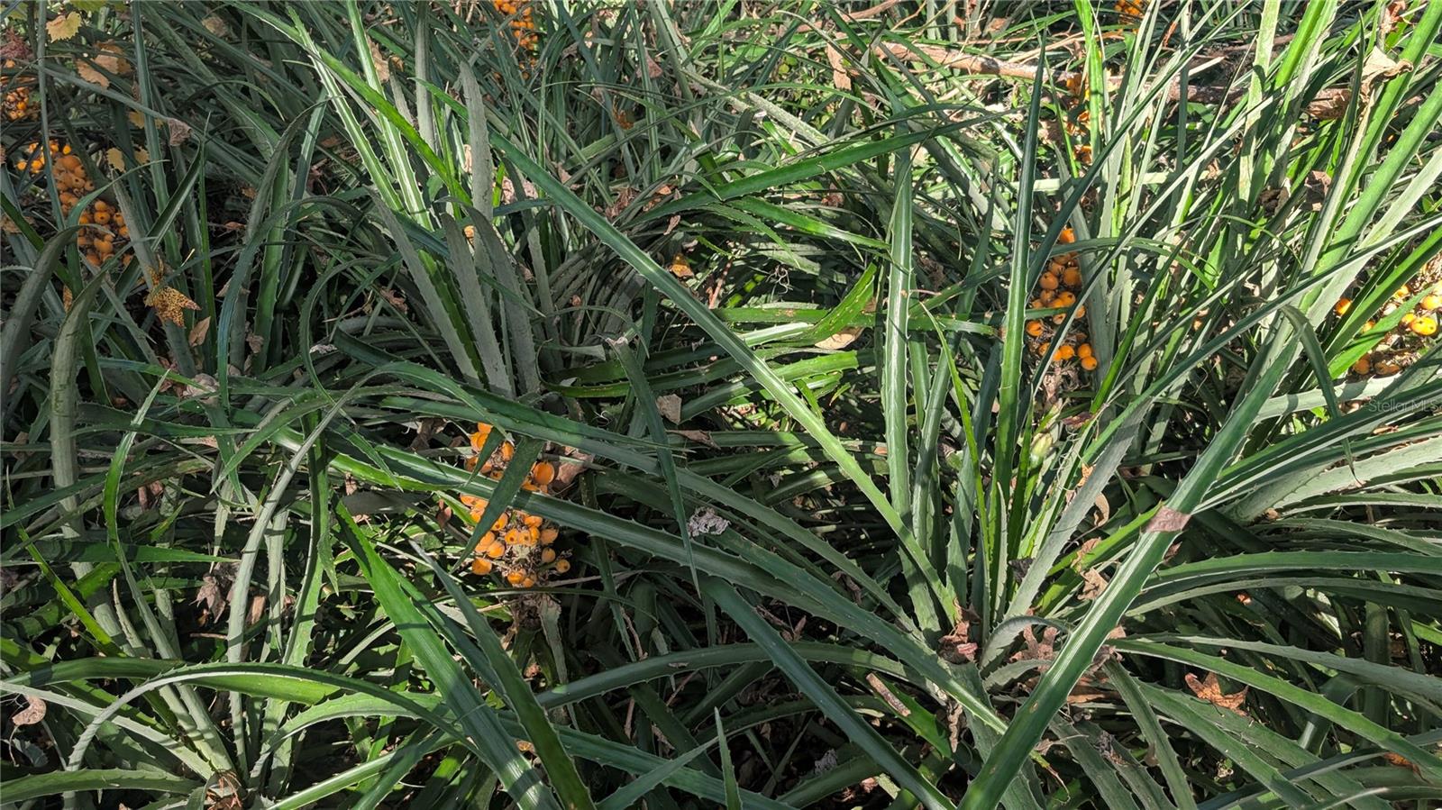 Image 58 of 66 For 9350 170th Avenue Road