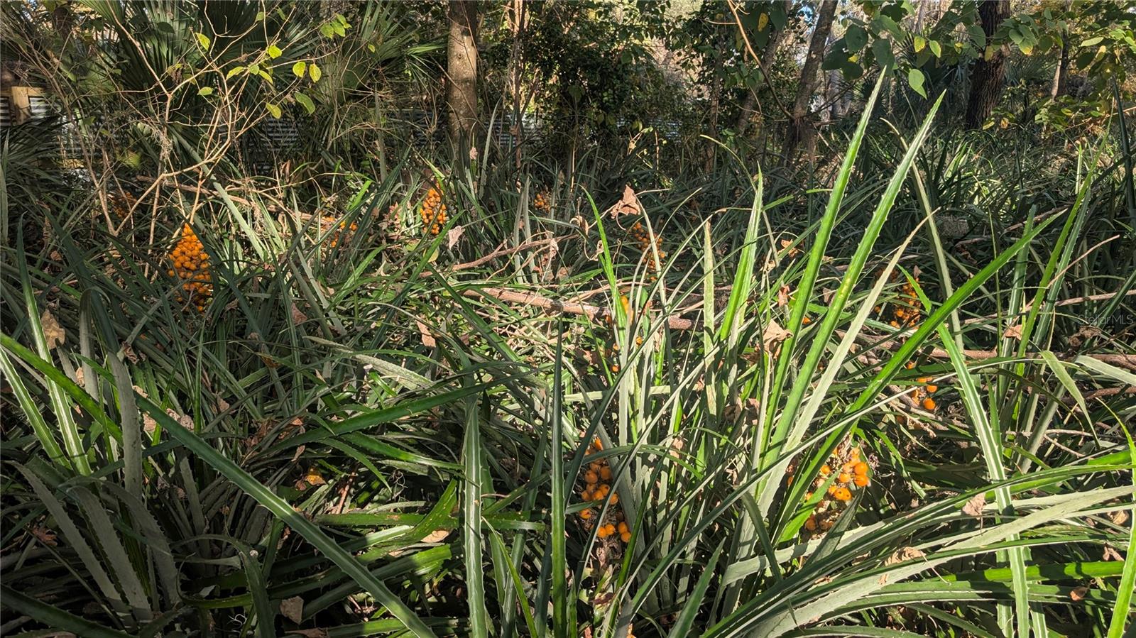 Image 59 of 66 For 9350 170th Avenue Road