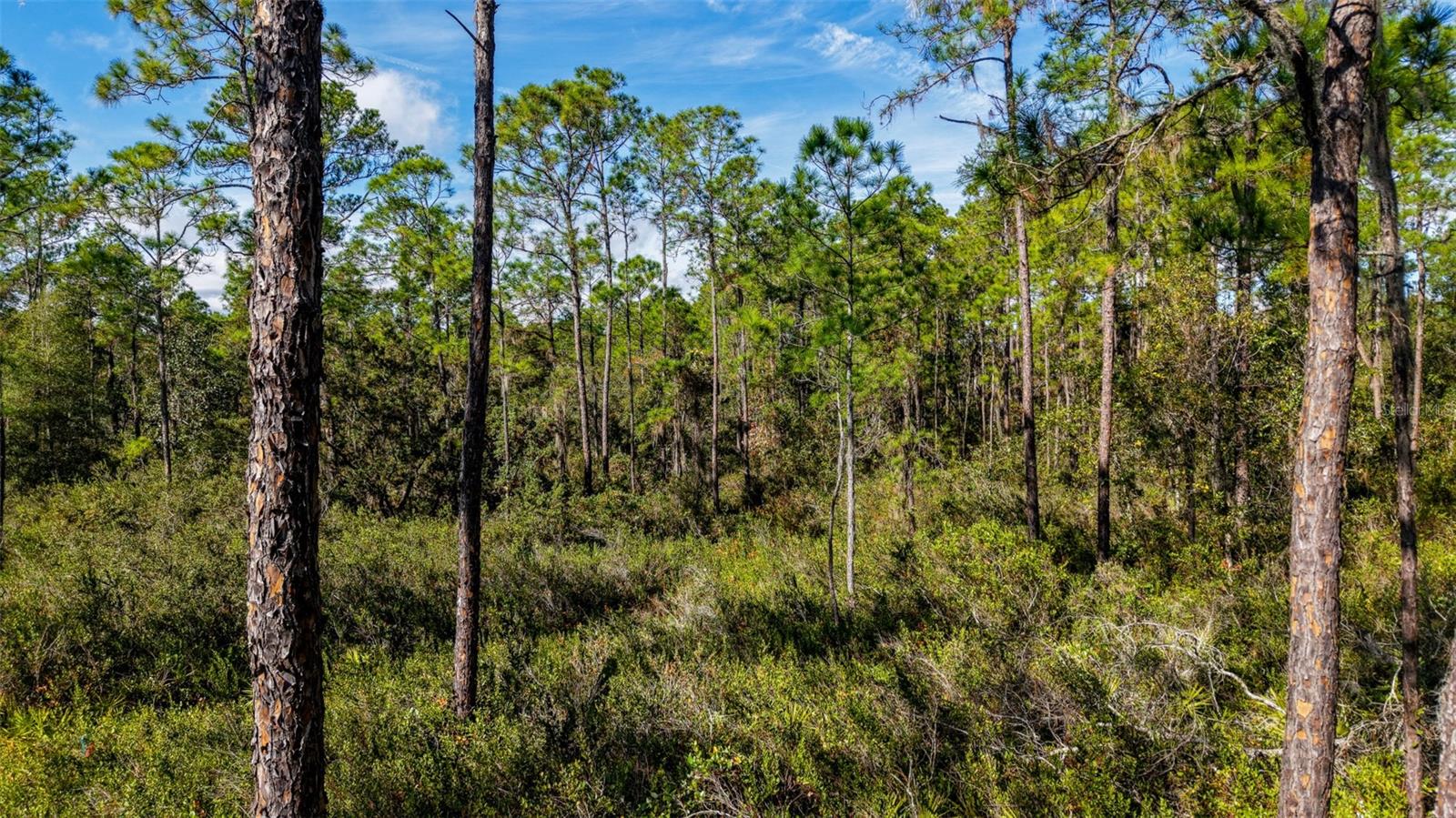 Image 11 of 36 For  Off Hwy 325  