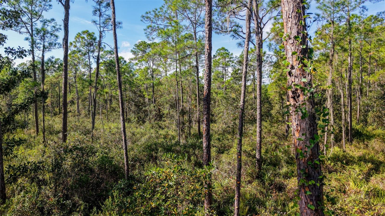 Image 14 of 36 For  Off Hwy 325  