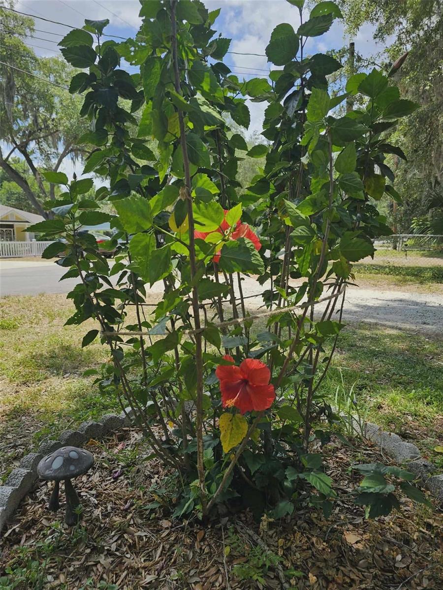 Image 21 of 23 For 10895 Timucuan Road