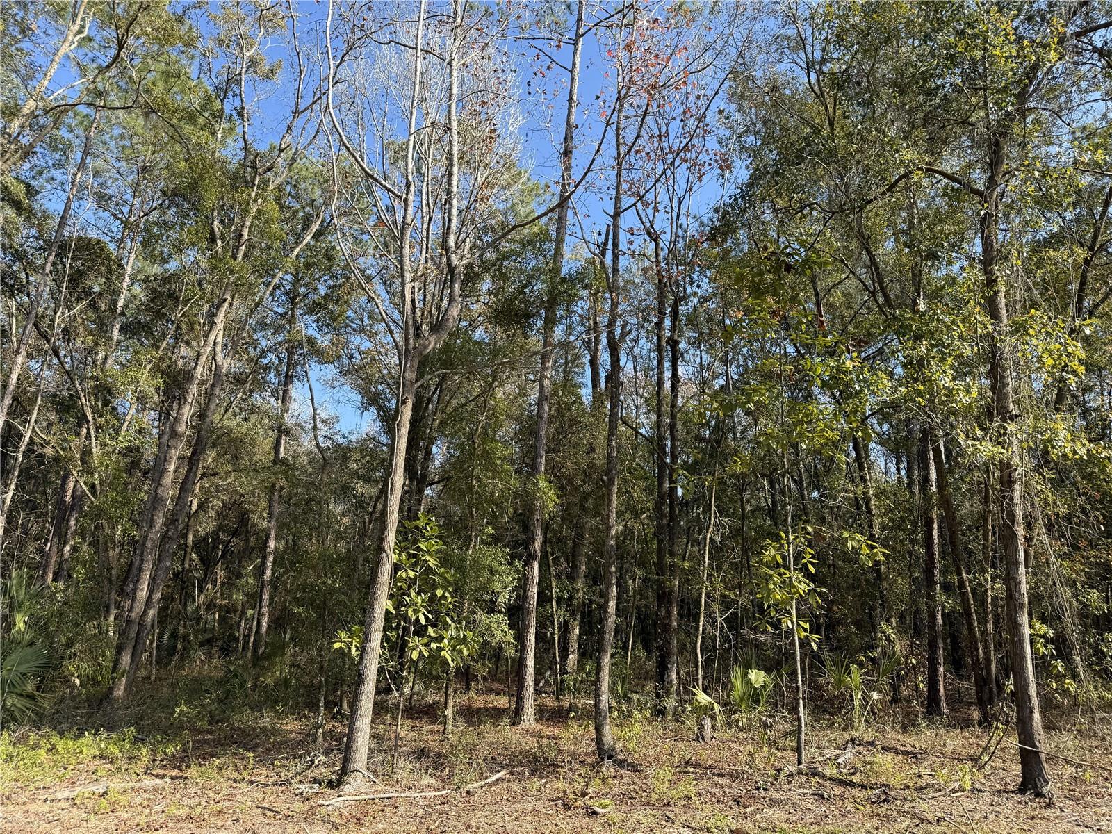 Image 12 of 15 For Irvine Acres #3 (10ac) Hwy 318