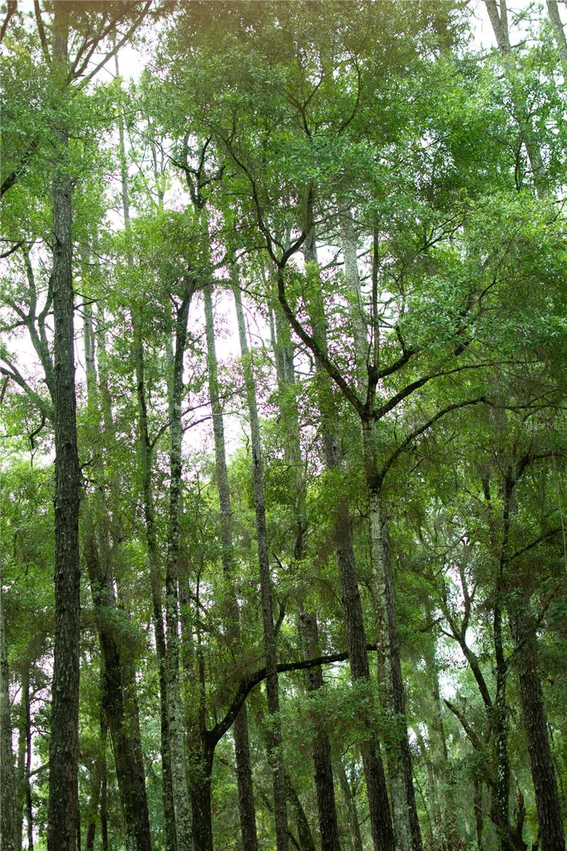 Image 6 of 19 For 4100 89th Avenue