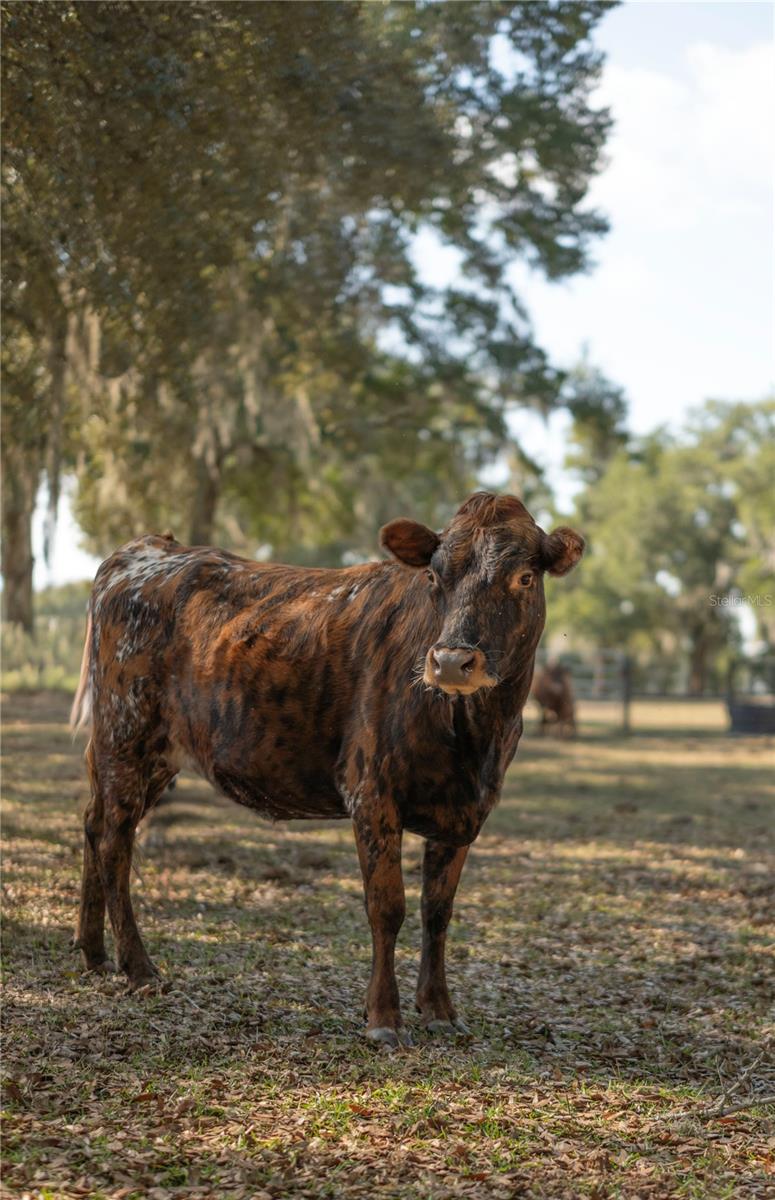 Image 45 of 51 For 1650 146th Avenue