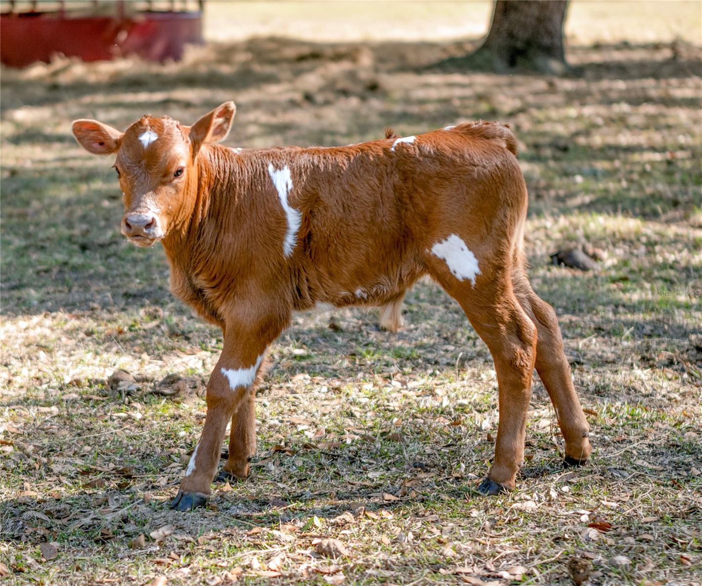 Image 46 of 51 For 1650 146th Avenue