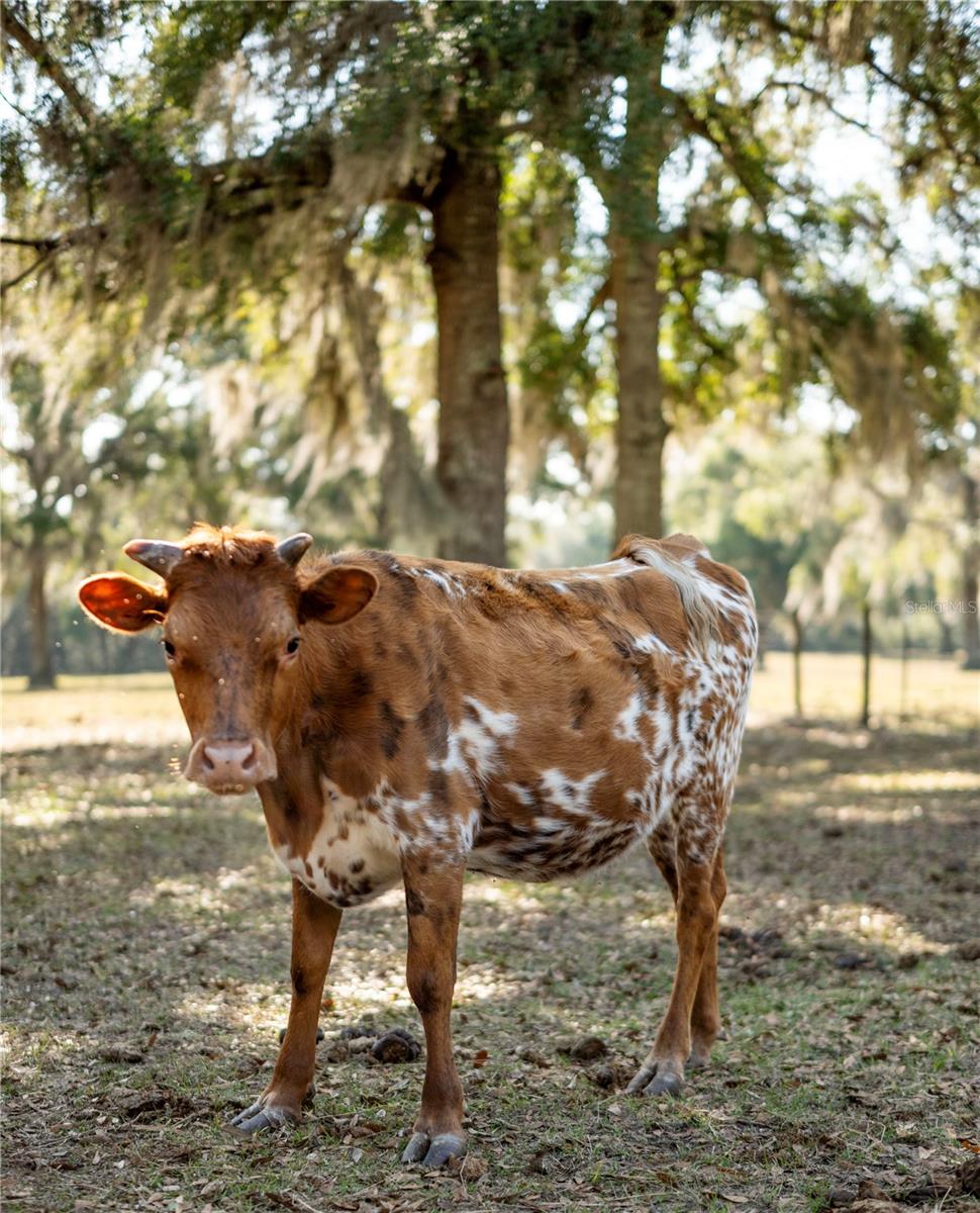 Image 47 of 51 For 1650 146th Avenue