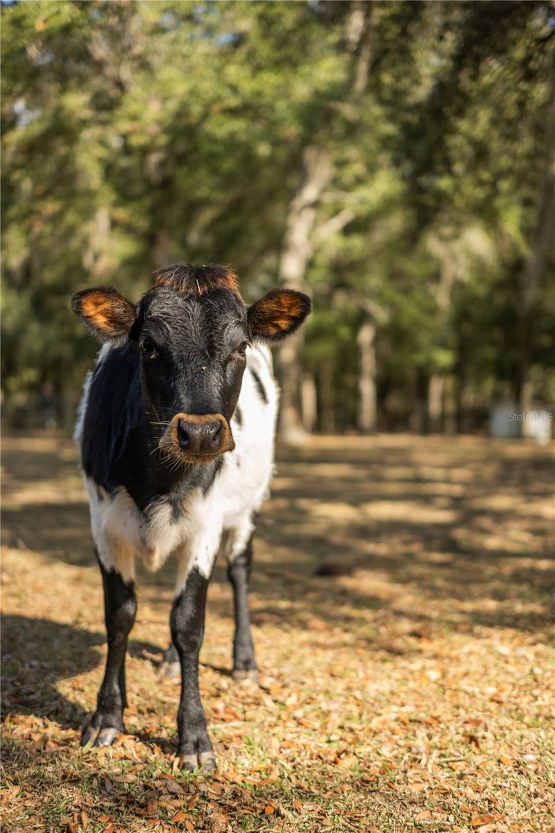 Image 48 of 51 For 1650 146th Avenue