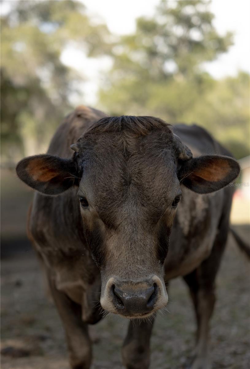 Image 49 of 51 For 1650 146th Avenue