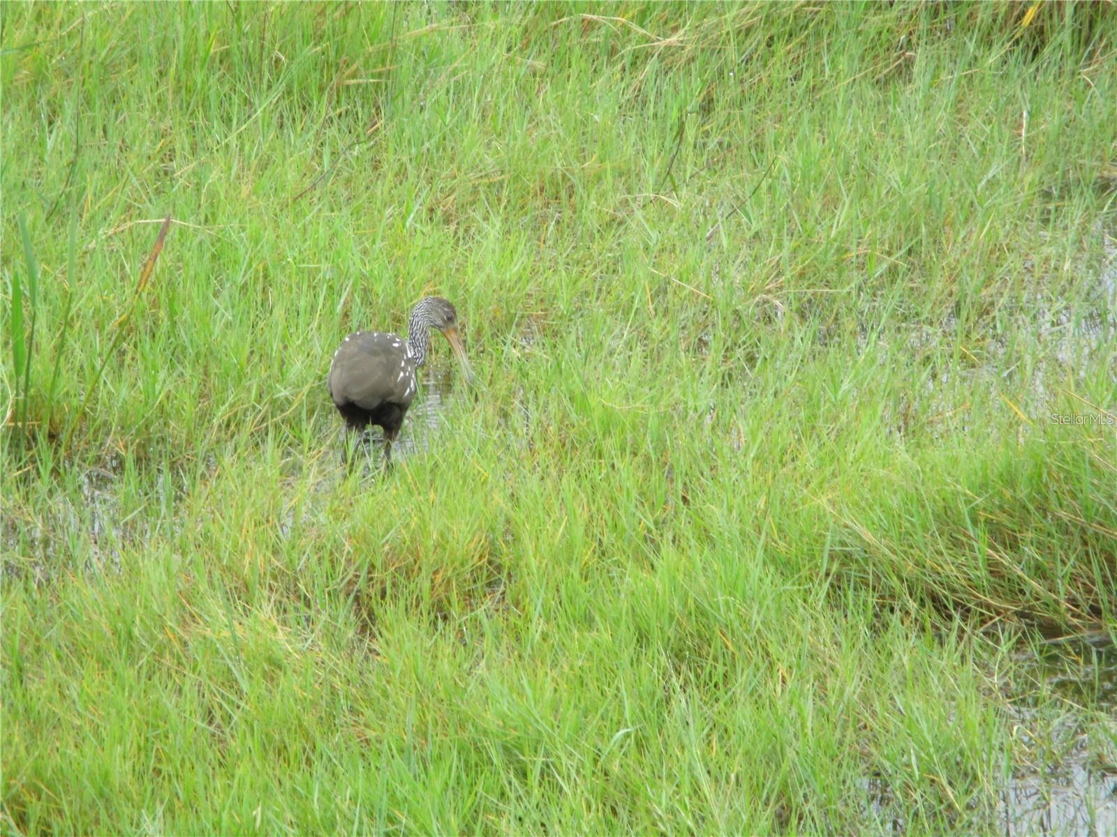 Image 16 of 20 For 618 Orchid Drive