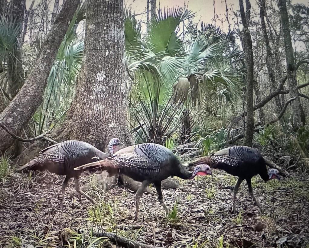 Image 17 of 20 For 00 Clayton Road