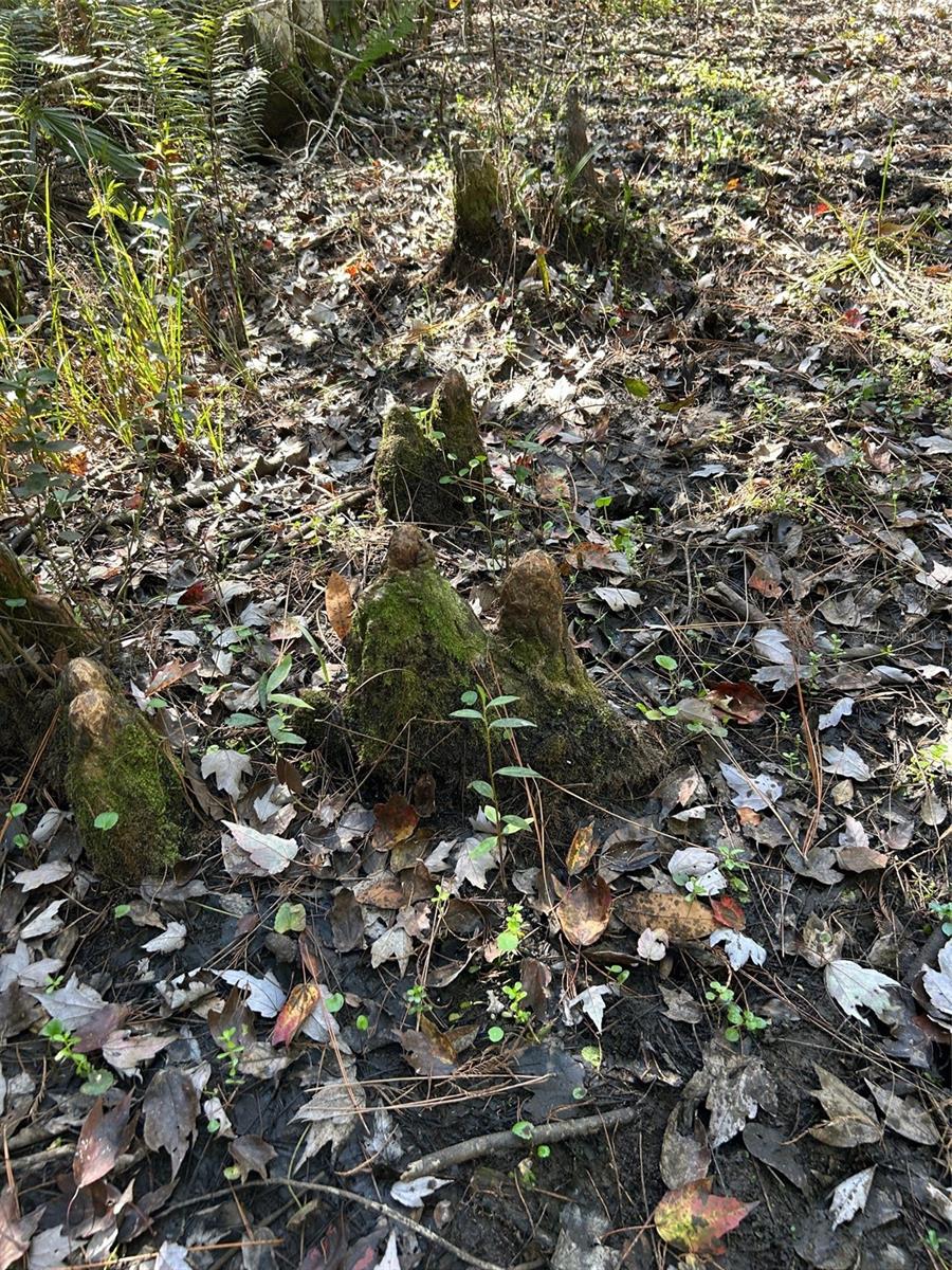 Image 34 of 41 For  N-a  