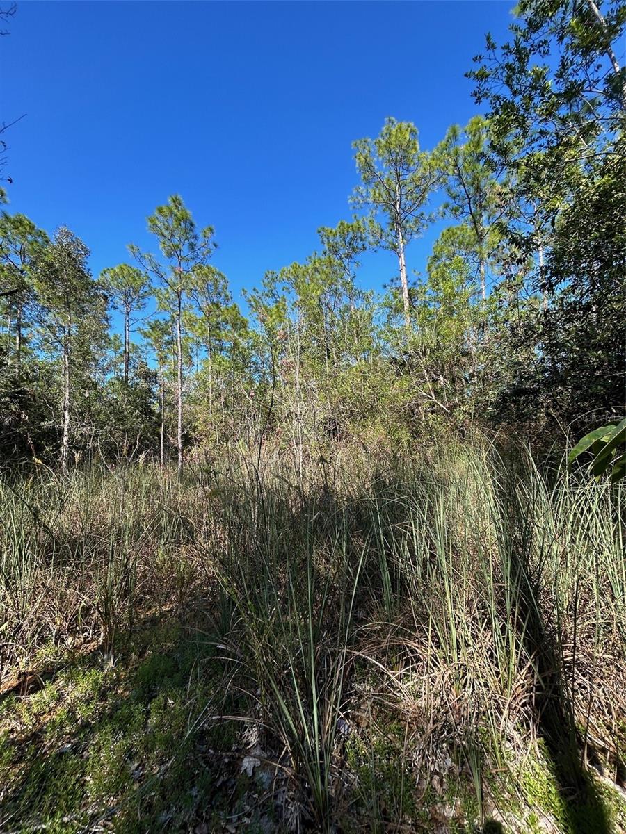 Image 36 of 41 For  N-a  