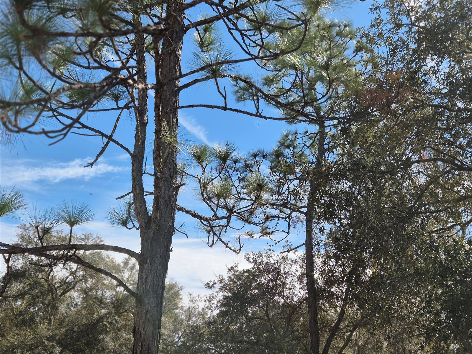 Image 7 of 8 For 00 78th Lane