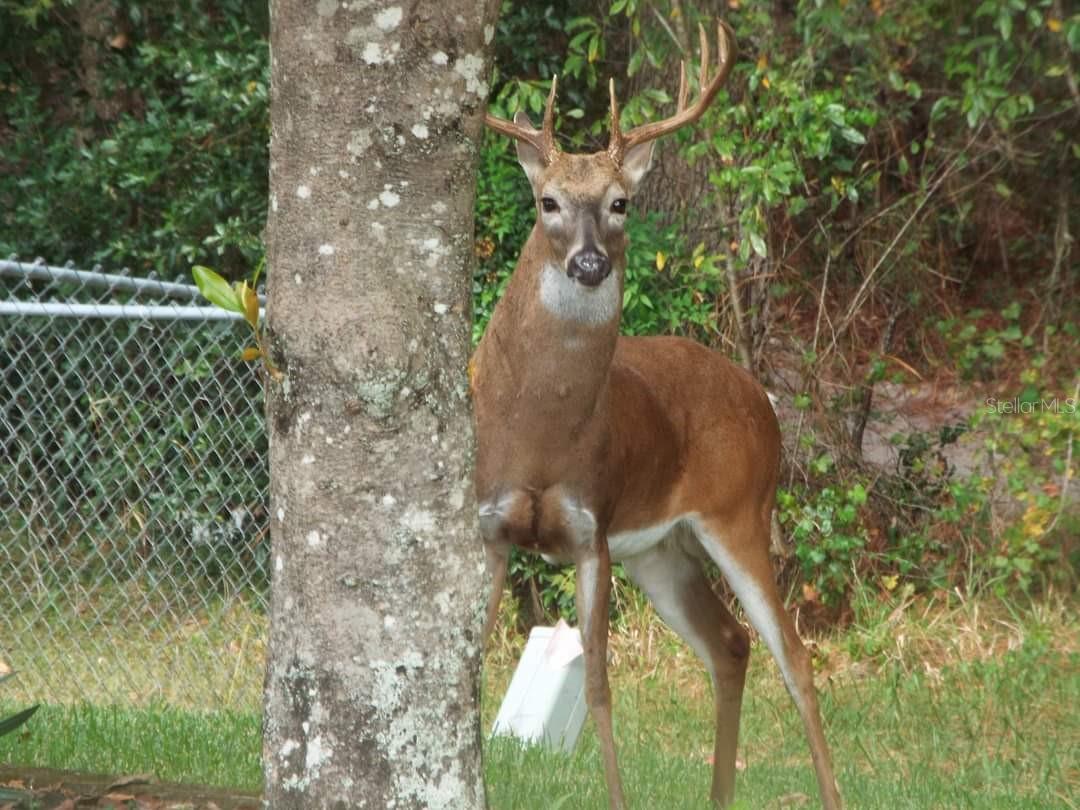 Image 72 of 75 For 11536 140th Loop