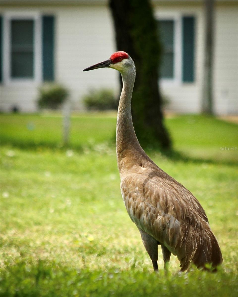 Image 75 of 75 For 11536 140th Loop