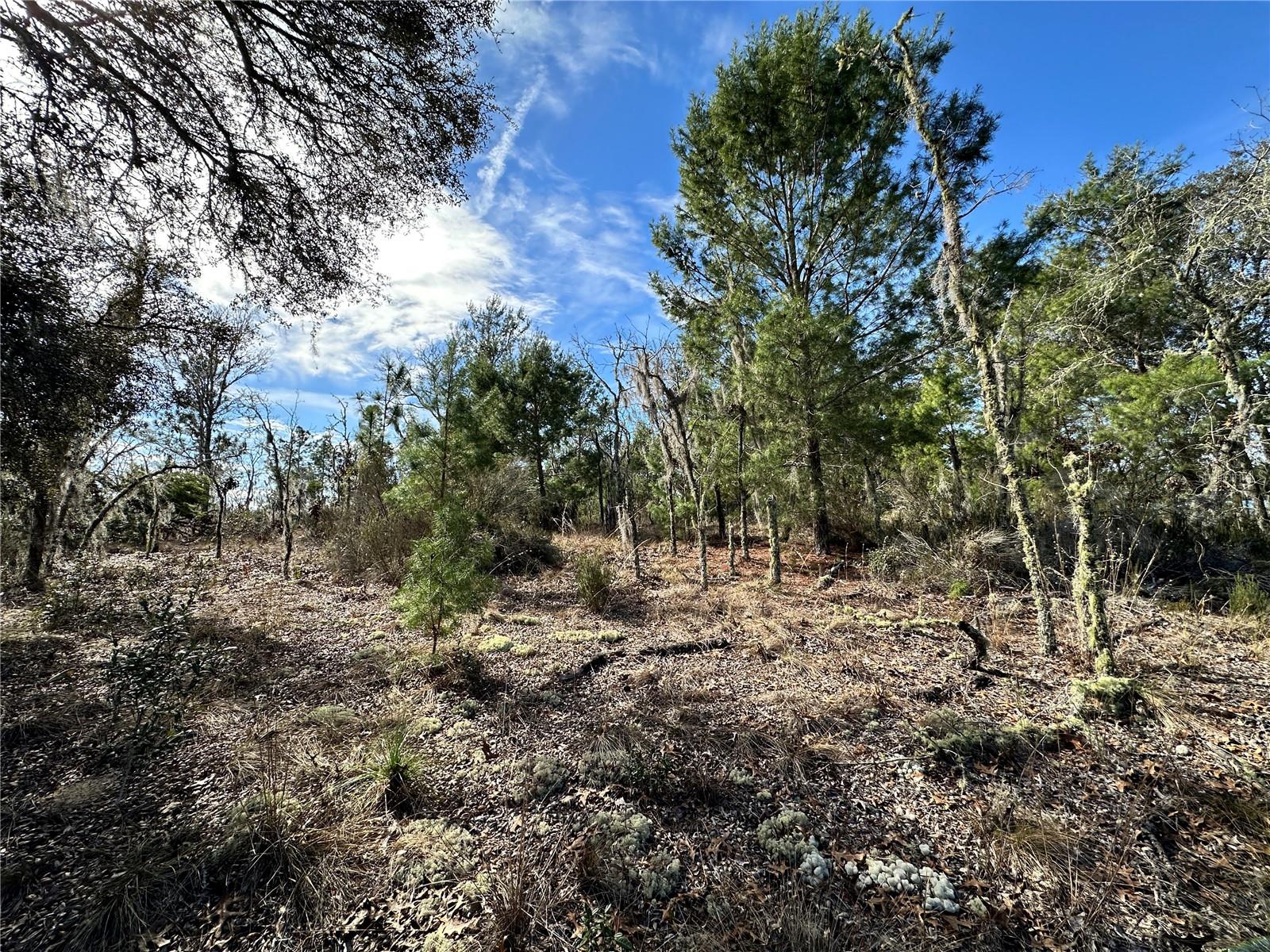 Details for Tbd 16th Lane, WILLISTON, FL 32696