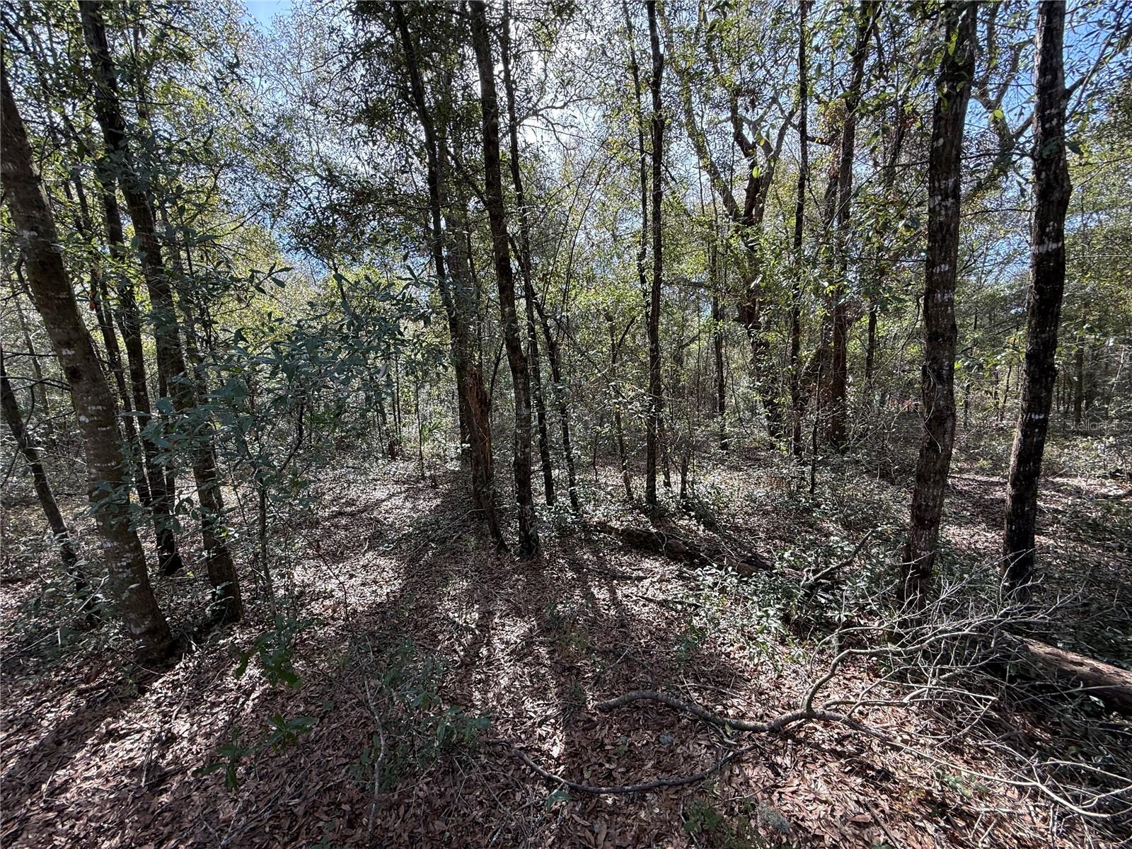 Details for Tbd 80th Street, BRONSON, FL 32621