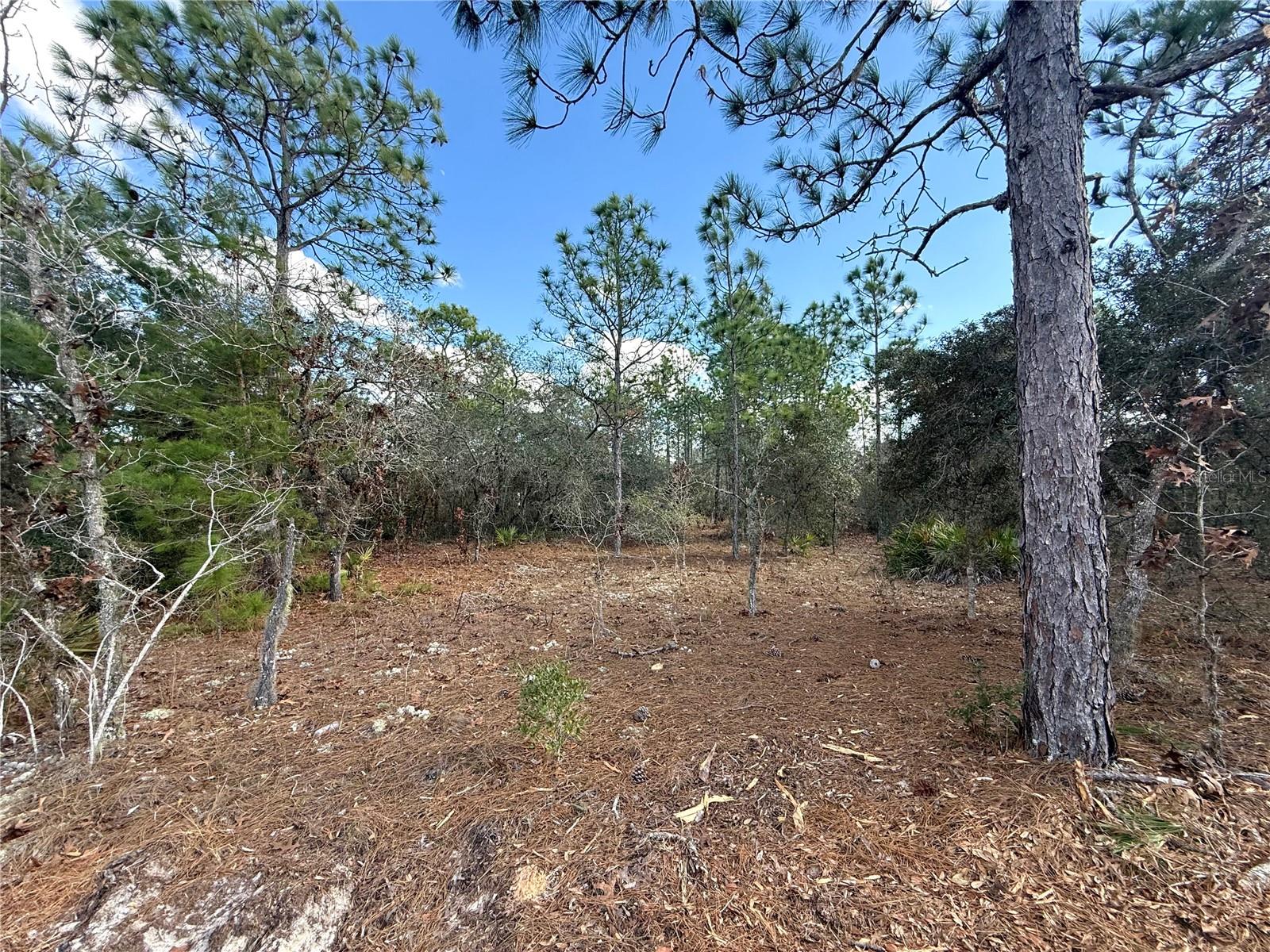 Listing photo id 3 for 8951 Citrus Springs Boulevard