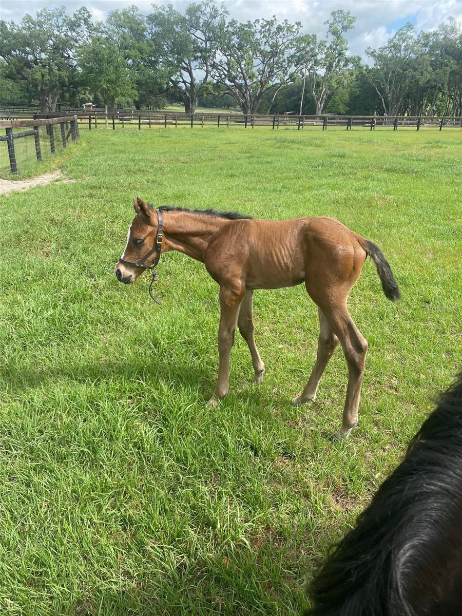 Image 48 of 52 For 9549 80th Avenue