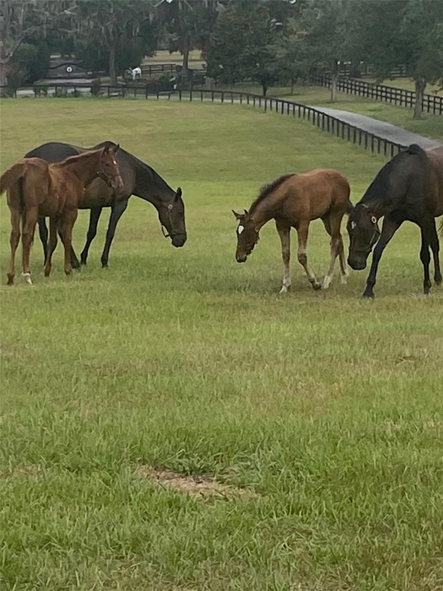 Image 49 of 52 For 9549 80th Avenue