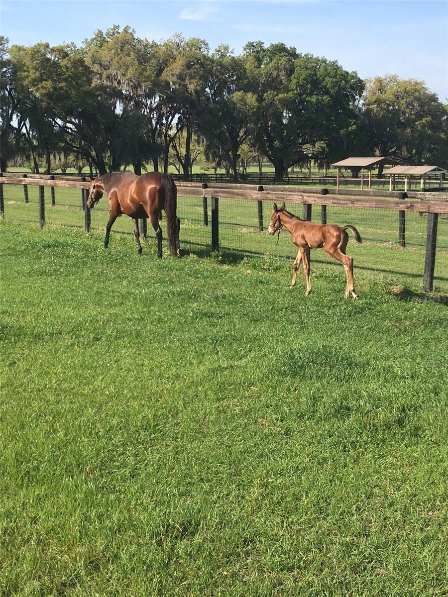 Image 51 of 52 For 9549 80th Avenue