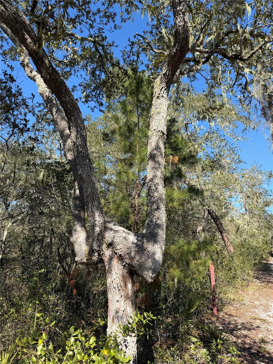 Image 4 of 9 For Tbd 170th Avenue Road