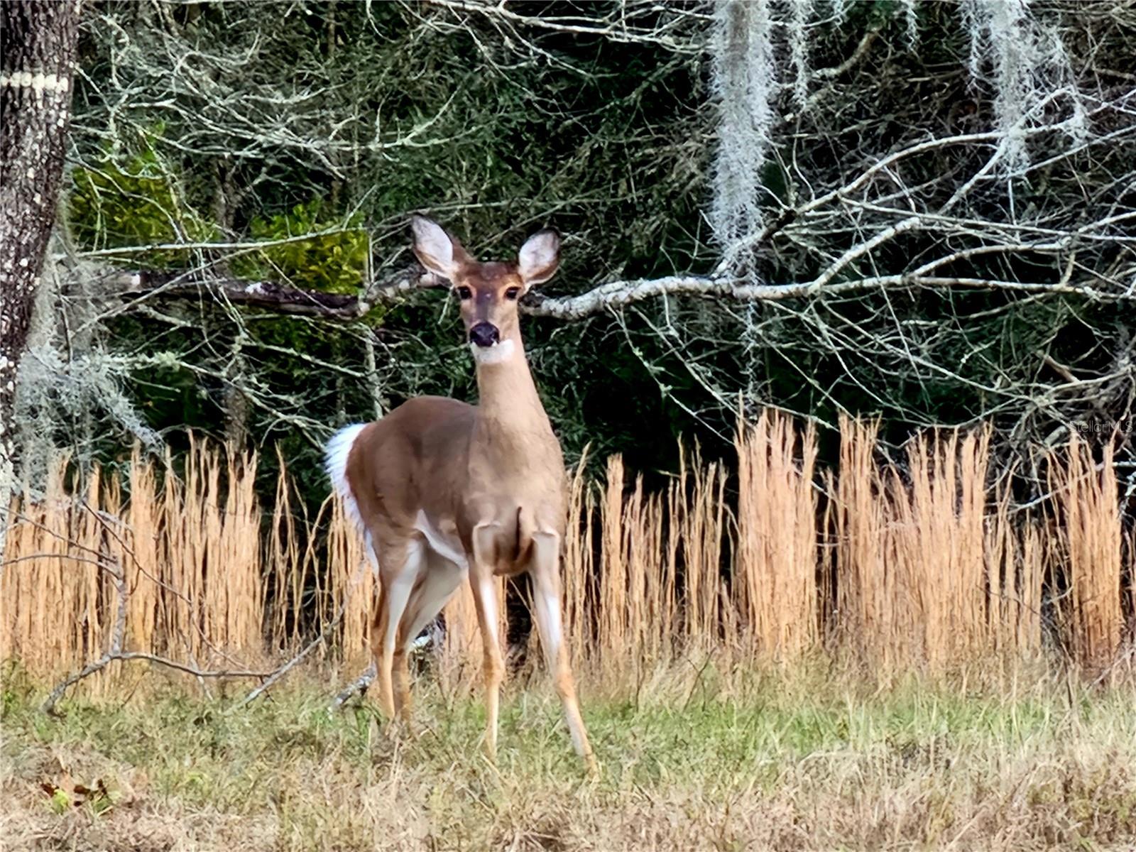 Listing photo id 56 for 8863 Evans Avenue