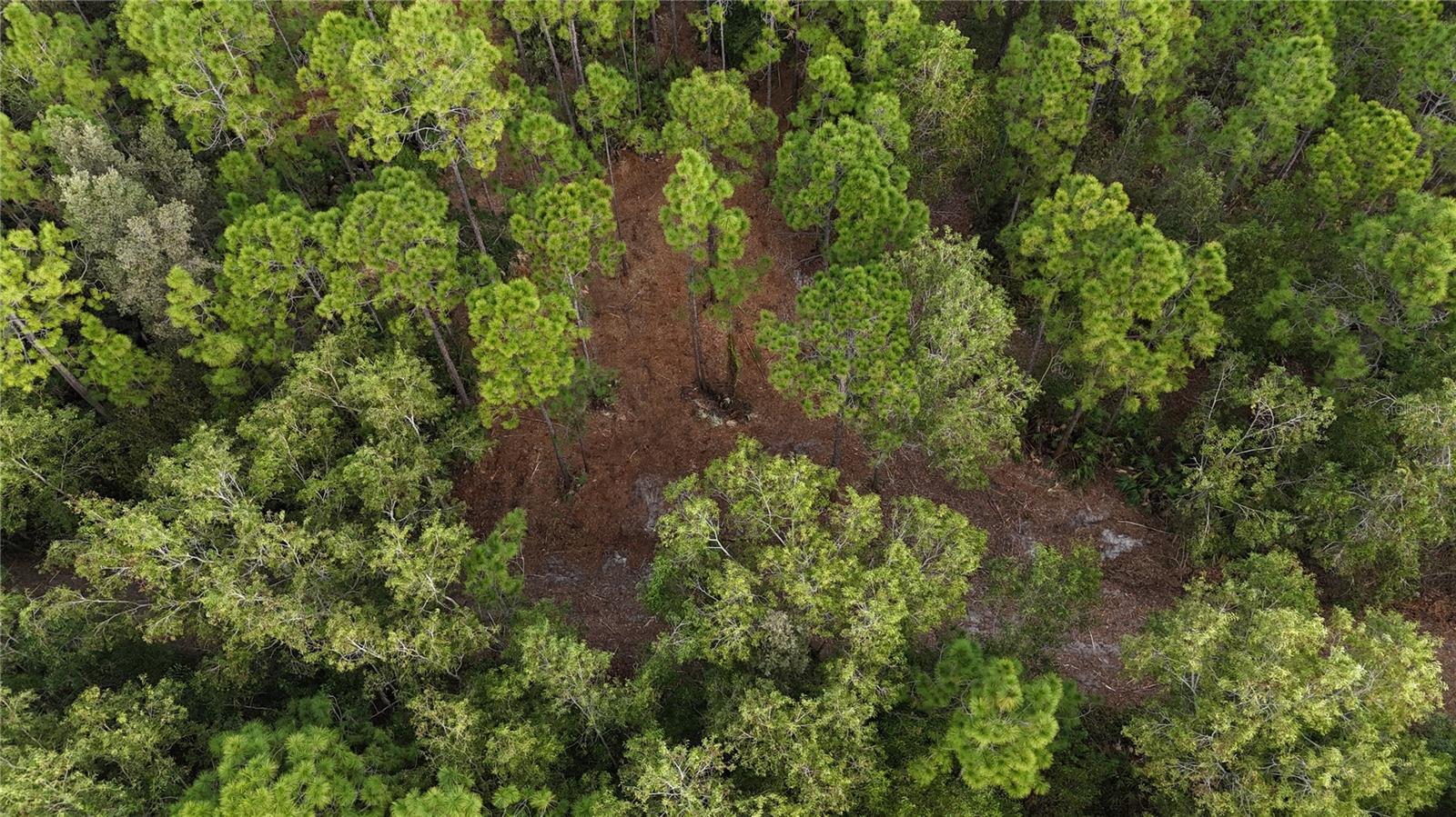 Image 10 of 49 For  Pantera Ln  