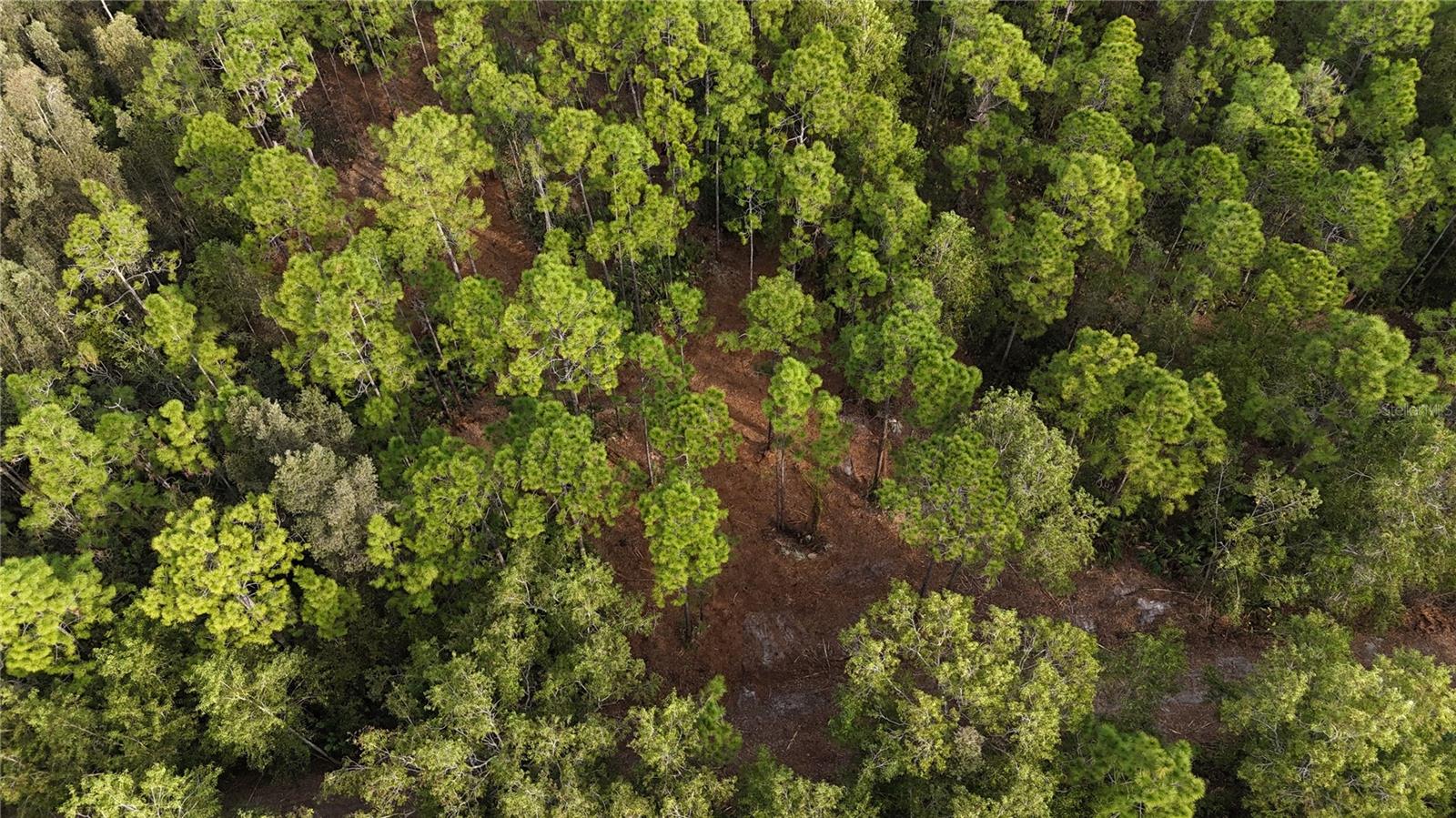 Image 11 of 49 For  Pantera Ln  