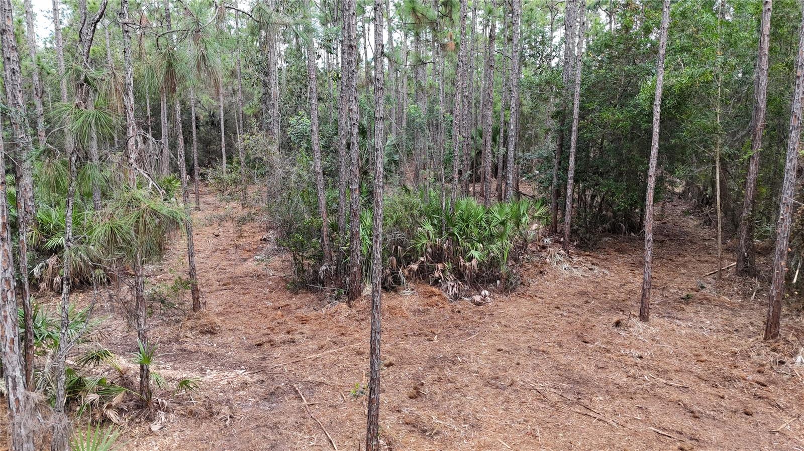 Image 14 of 49 For  Pantera Ln  