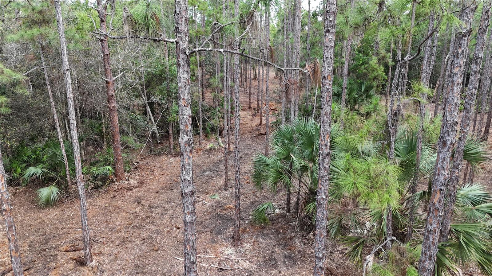 Image 15 of 49 For  Pantera Ln  