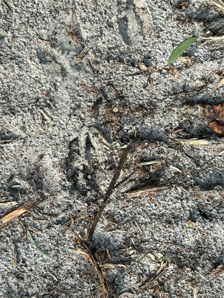 Image 17 of 49 For  Pantera Ln  