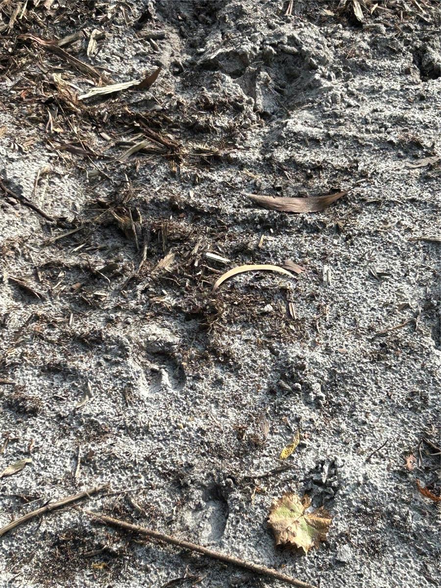 Image 18 of 49 For  Pantera Ln  