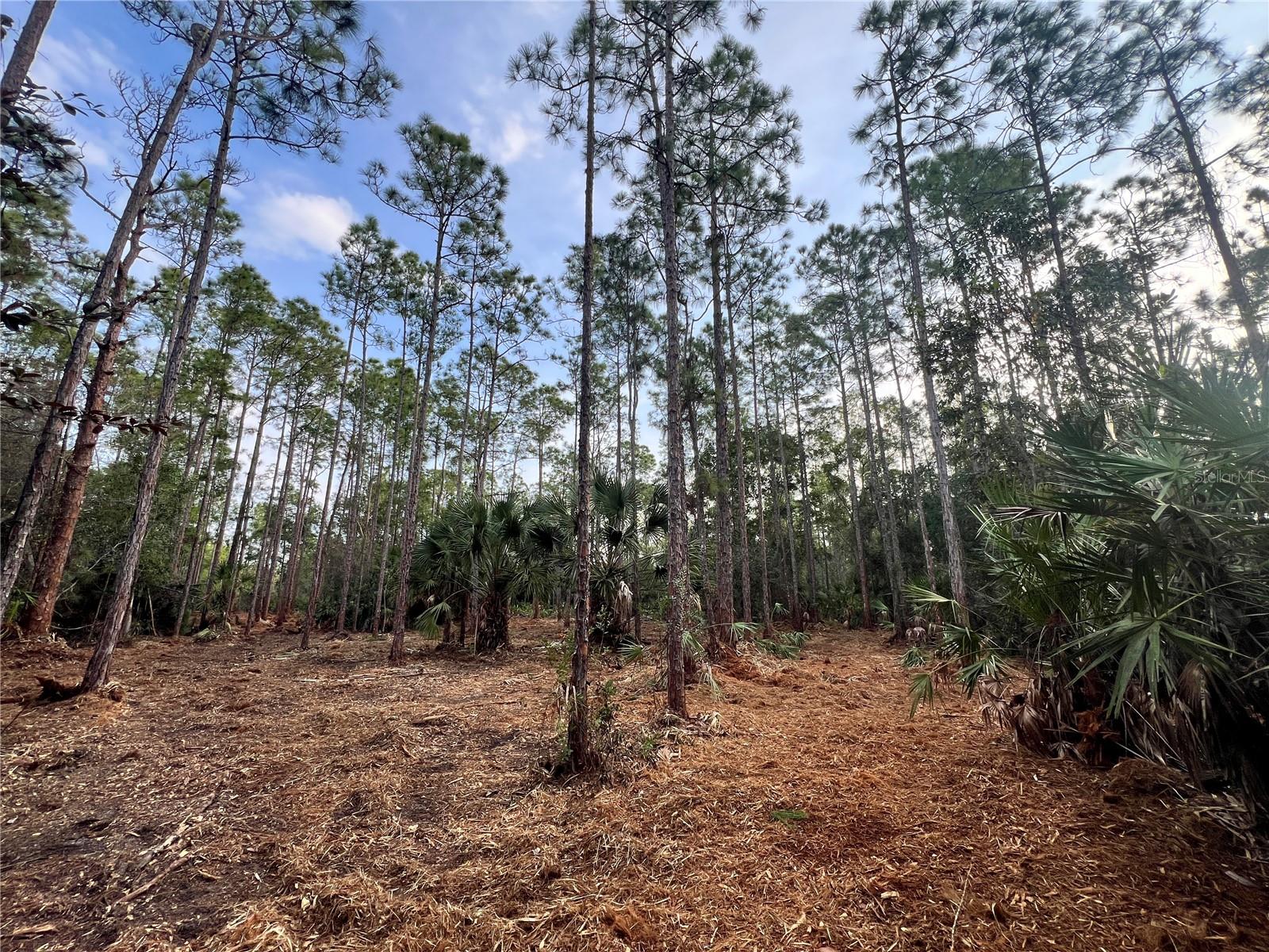 Image 2 of 49 For  Pantera Ln  