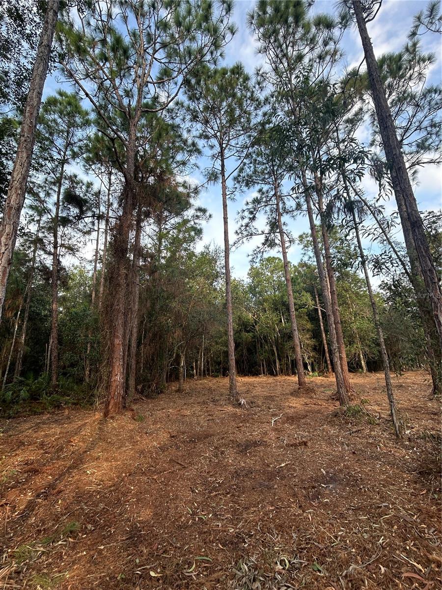 Image 22 of 49 For  Pantera Ln  