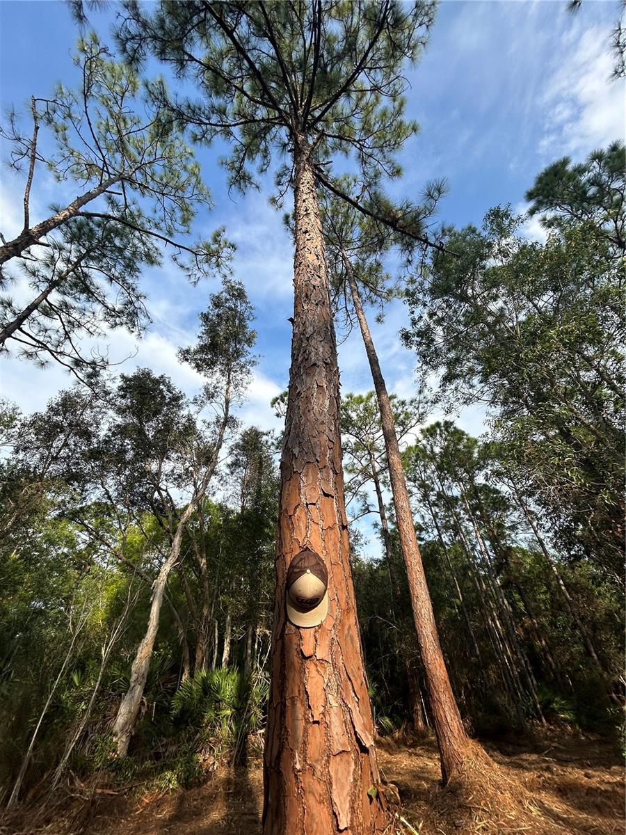 Image 24 of 49 For  Pantera Ln  