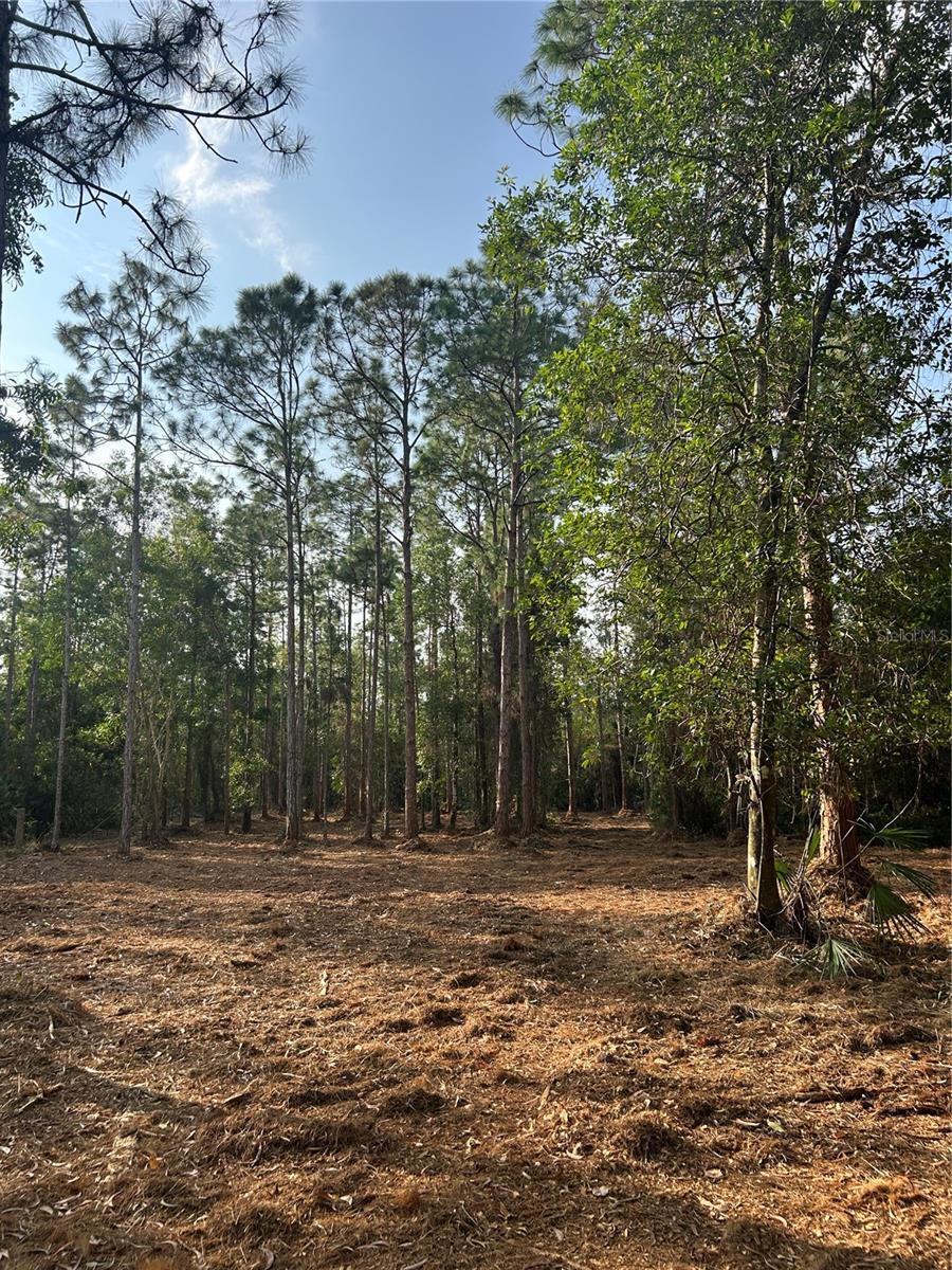 Image 27 of 49 For  Pantera Ln  