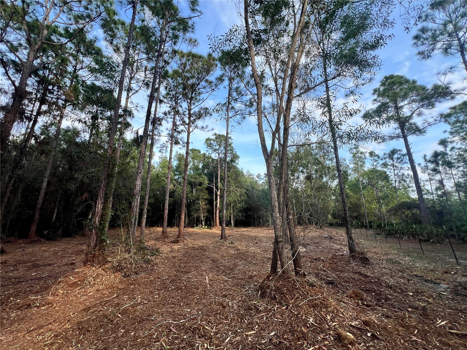 Image 31 of 49 For  Pantera Ln  