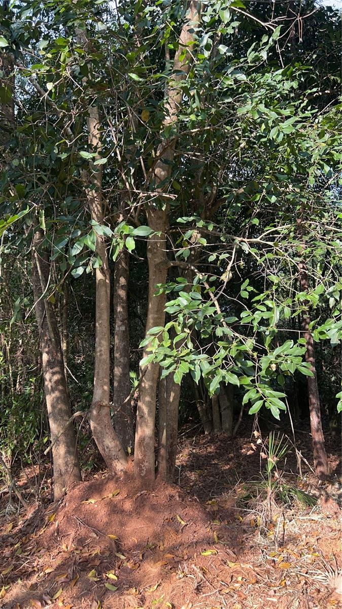 Image 33 of 49 For  Pantera Ln  