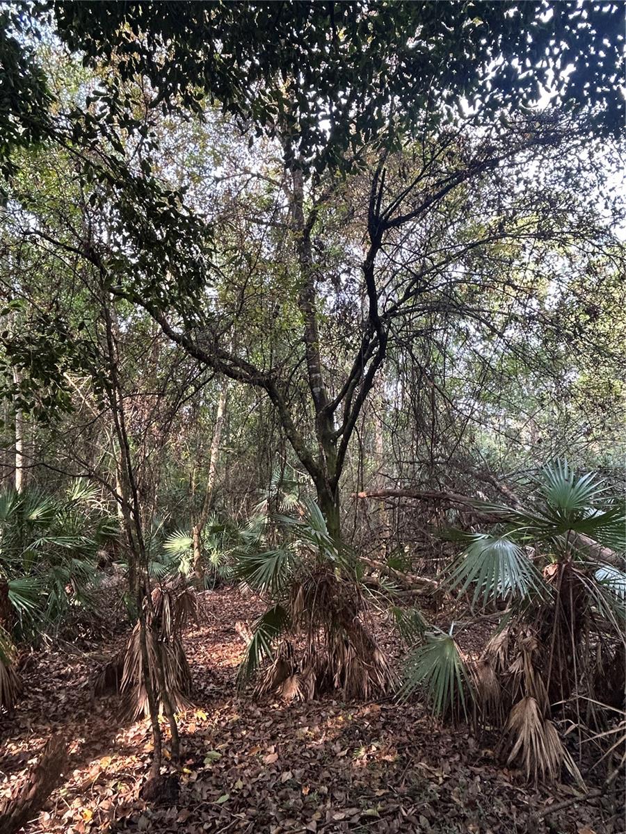 Image 36 of 49 For  Pantera Ln  