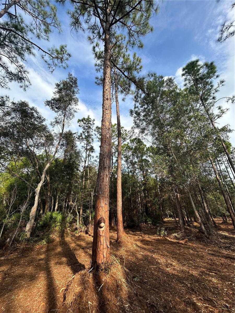 Image 37 of 49 For  Pantera Ln  