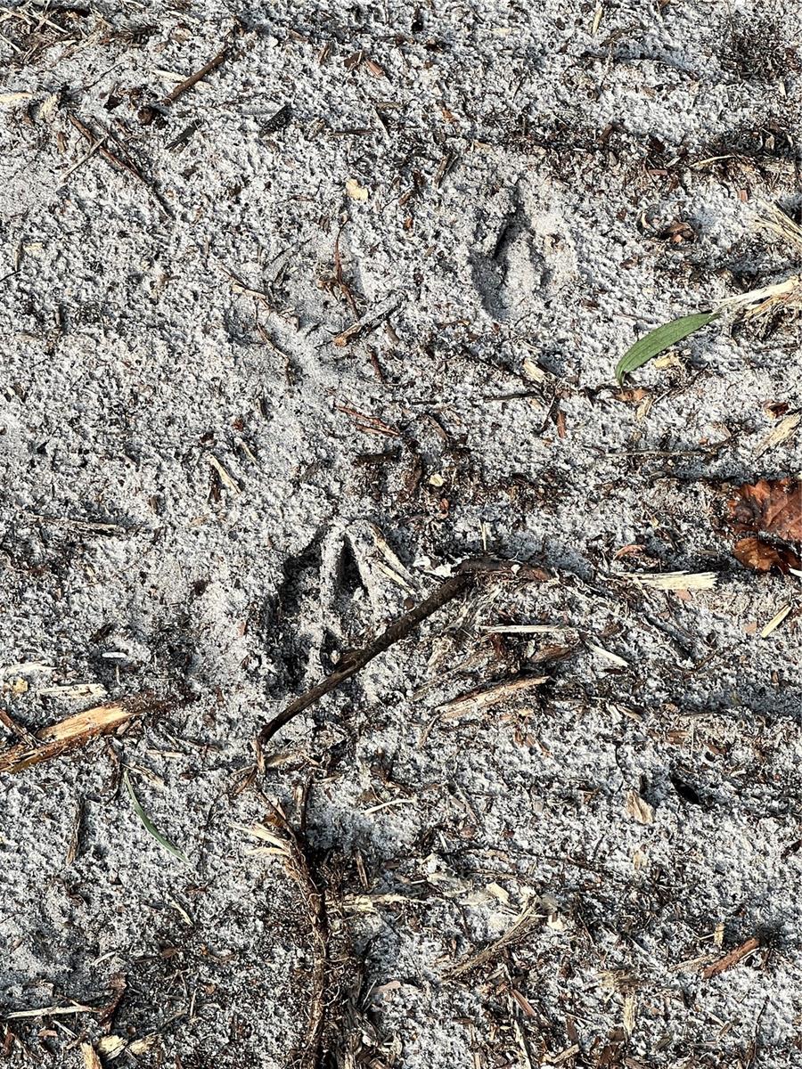 Image 40 of 49 For  Pantera Ln  