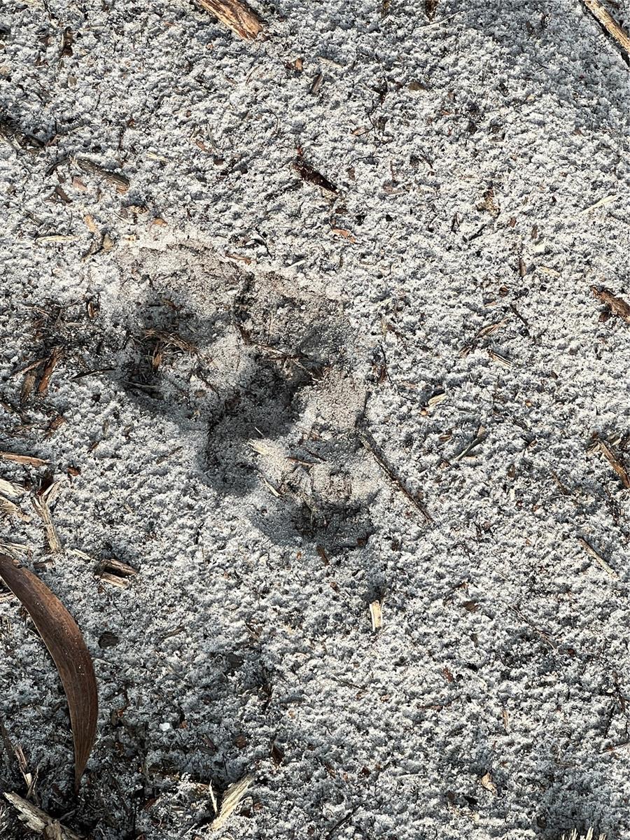 Image 41 of 49 For  Pantera Ln  